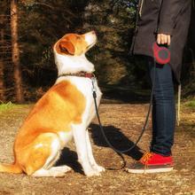 Automatic Retractable Dog Leash – Telescopic Traction Rope - Minerva Mart
